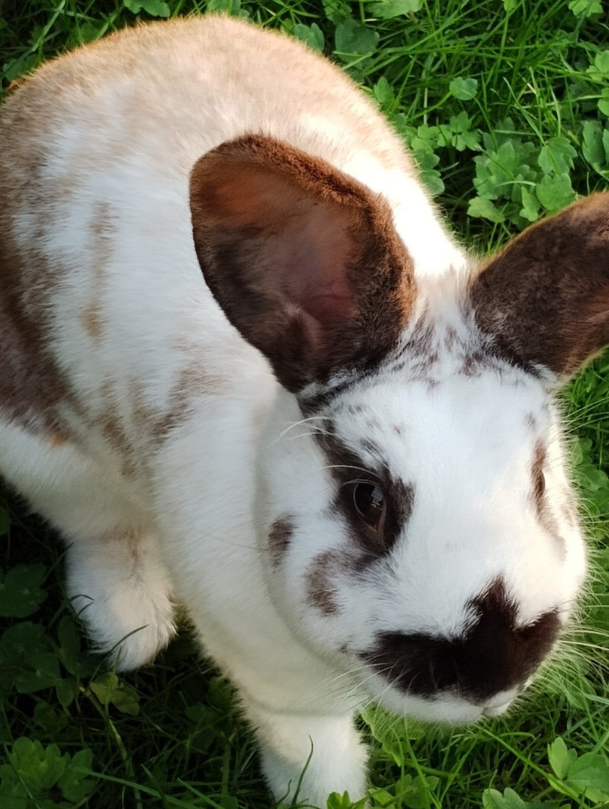 voedster van 1 jaar zoekt ruimte en een partner, Dieren en Toebehoren, Konijnen, Vrouwelijk, Groot
