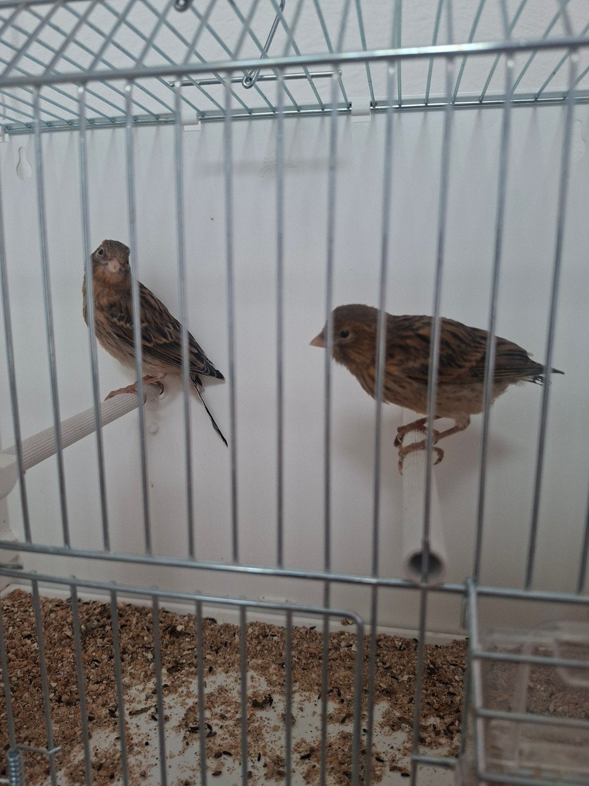 Jonge kanarie te koop, Geslacht onbekend, Kleurkanarie