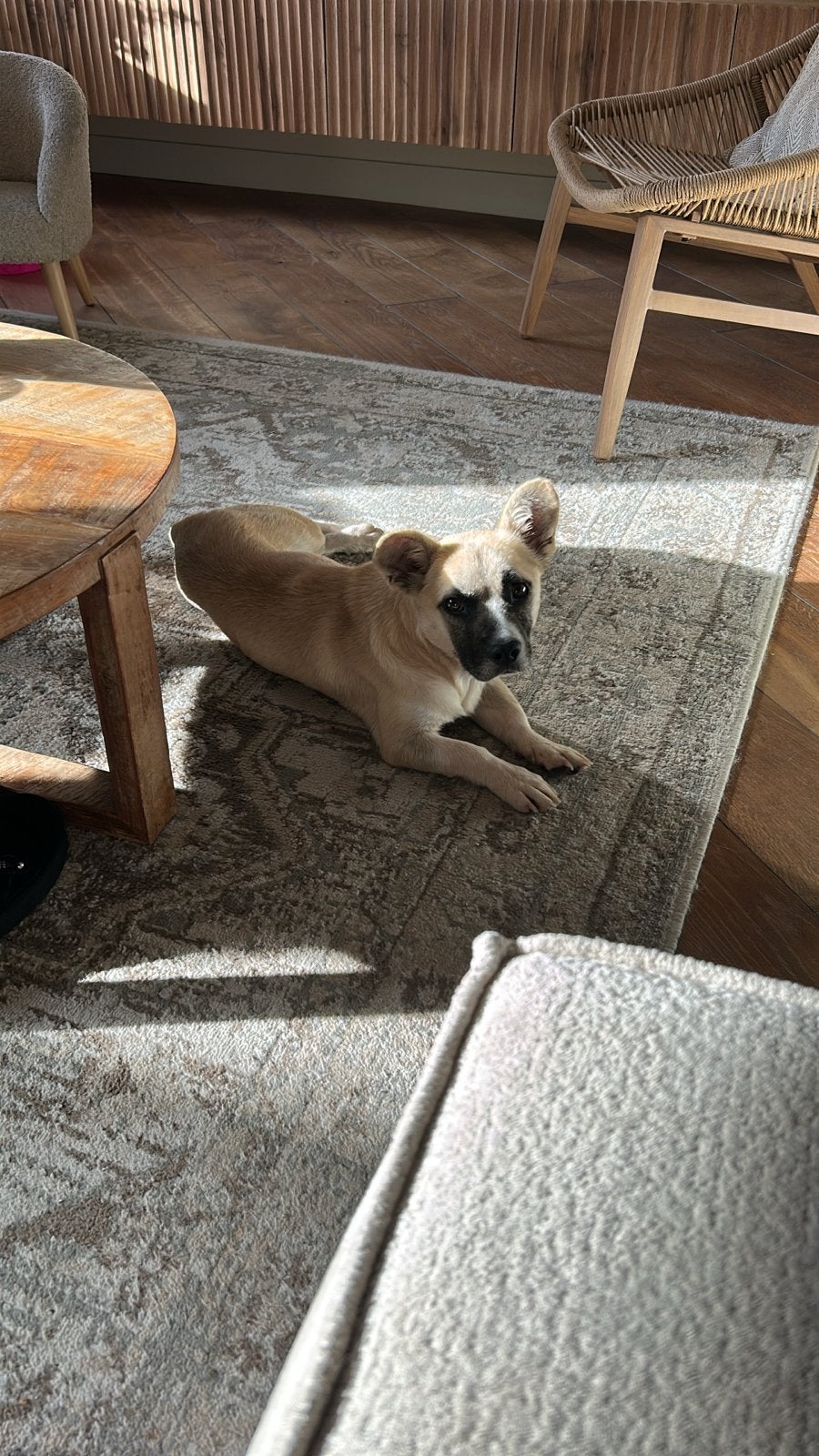 Hondje Jip is op zoek naar een nieuw thuis ️, Particulier, Reu, CDV (hondenziekte), Buitenland