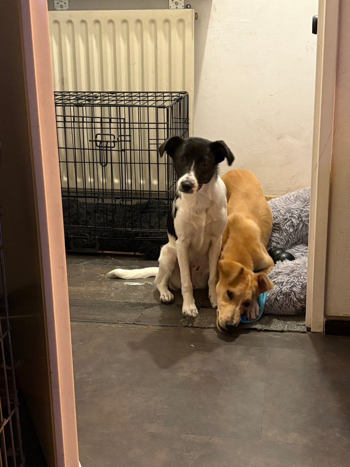 Beatriz ter adoptie puppy 5 maanden oud in opvang in Schagen, Dieren en Toebehoren, Honden | Niet-rashonden, Particulier, 15 weken tot 1 jaar