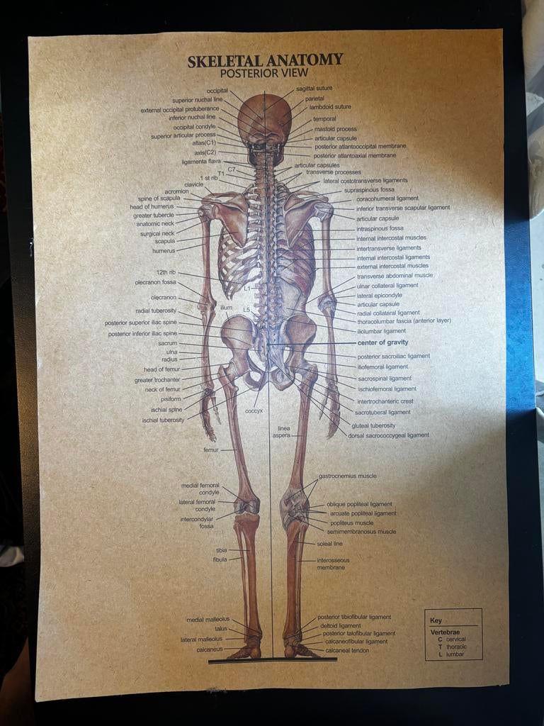 Poster skelet met benaming engels, Ophalen of Verzenden, Zo goed als nieuw, Minder dan 50 cm, Foto of Poster
