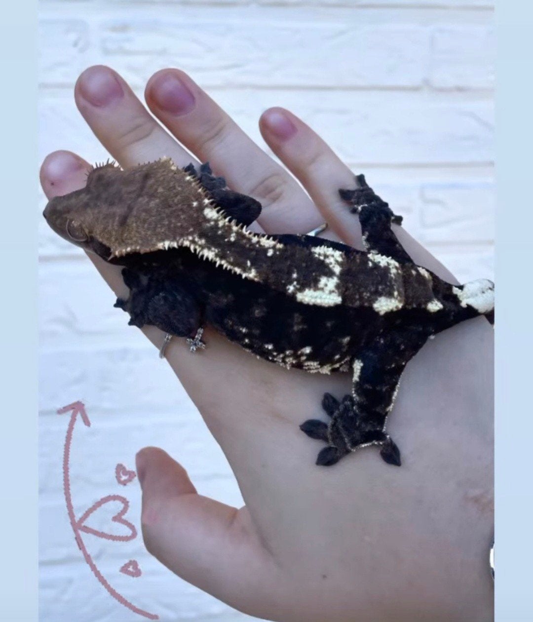 Prachtig Cappuccino wimpergekko vrouwtje te koop!, Hagedis, 3 tot 6 jaar