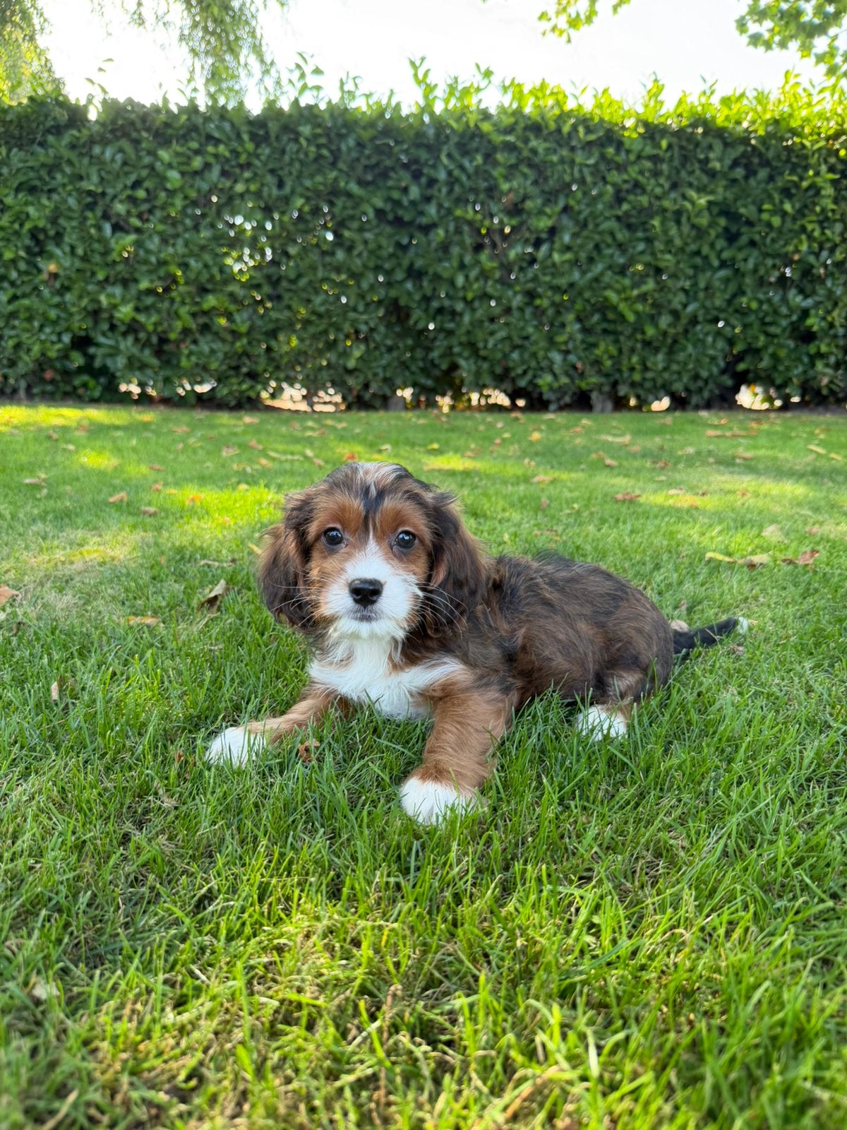 Boompoo (Boomer x Poedel) pups, Poedel, Parvo, Nederland, 8 tot 15 weken