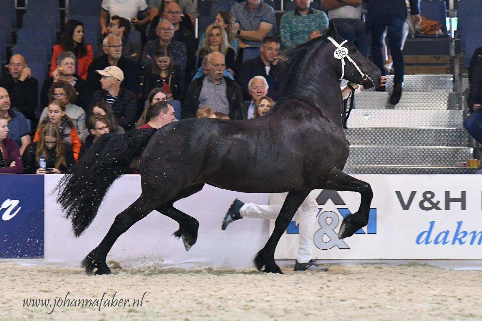 Stoere Kroon AA Friese merrie uit 2010, Merrie, 11 jaar of ouder, Met stamboom, B