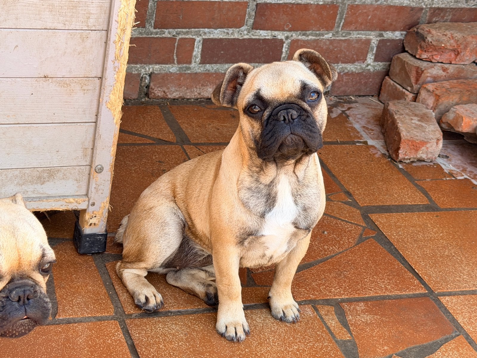 2 franse bulldog pups , teefjes, België, Particulier, HCC (leverziekte), 15 weken tot 1 jaar