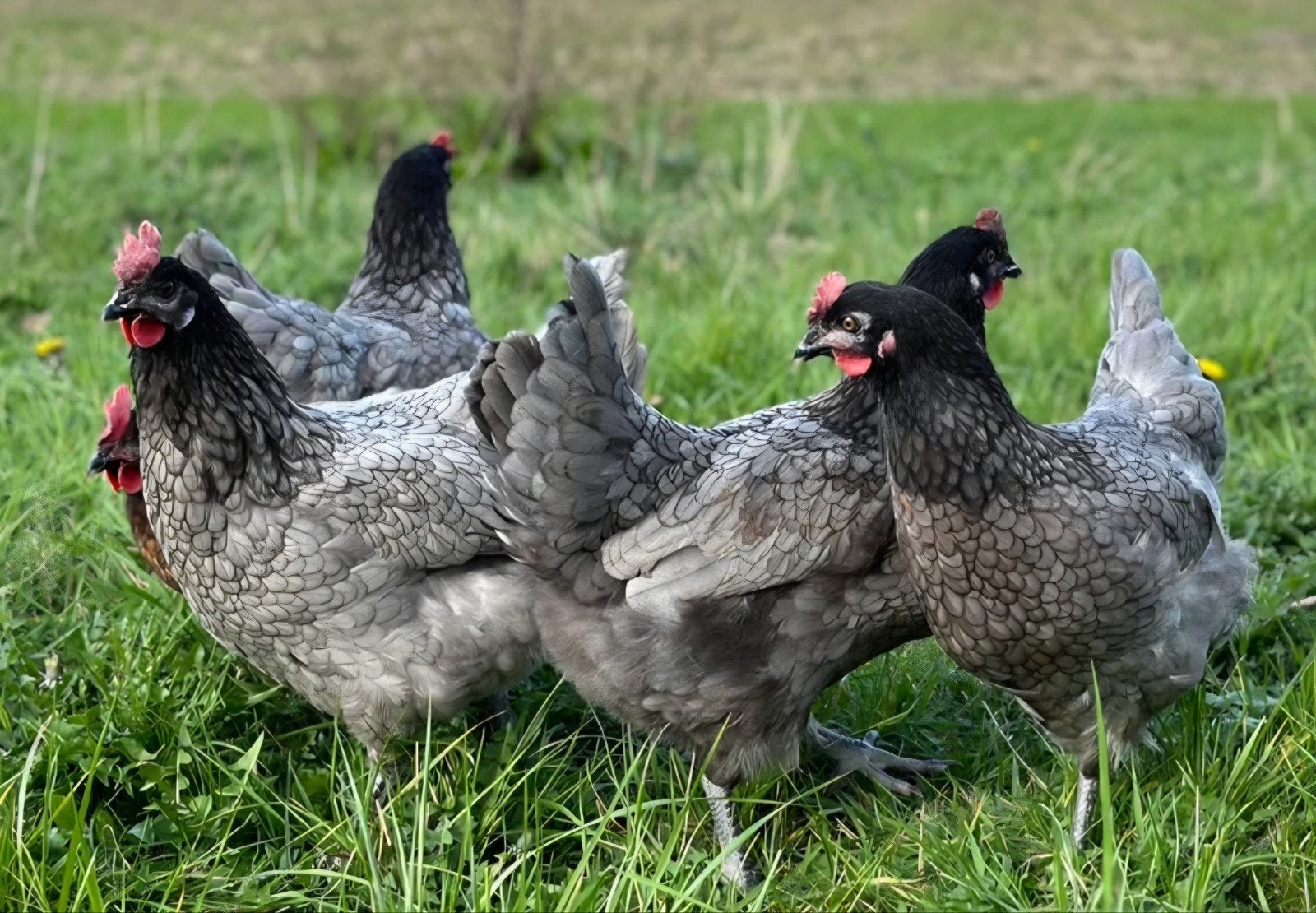 5 jonge Bleu de Lande hennen, Dieren en Toebehoren, Vrouwelijk, Kip