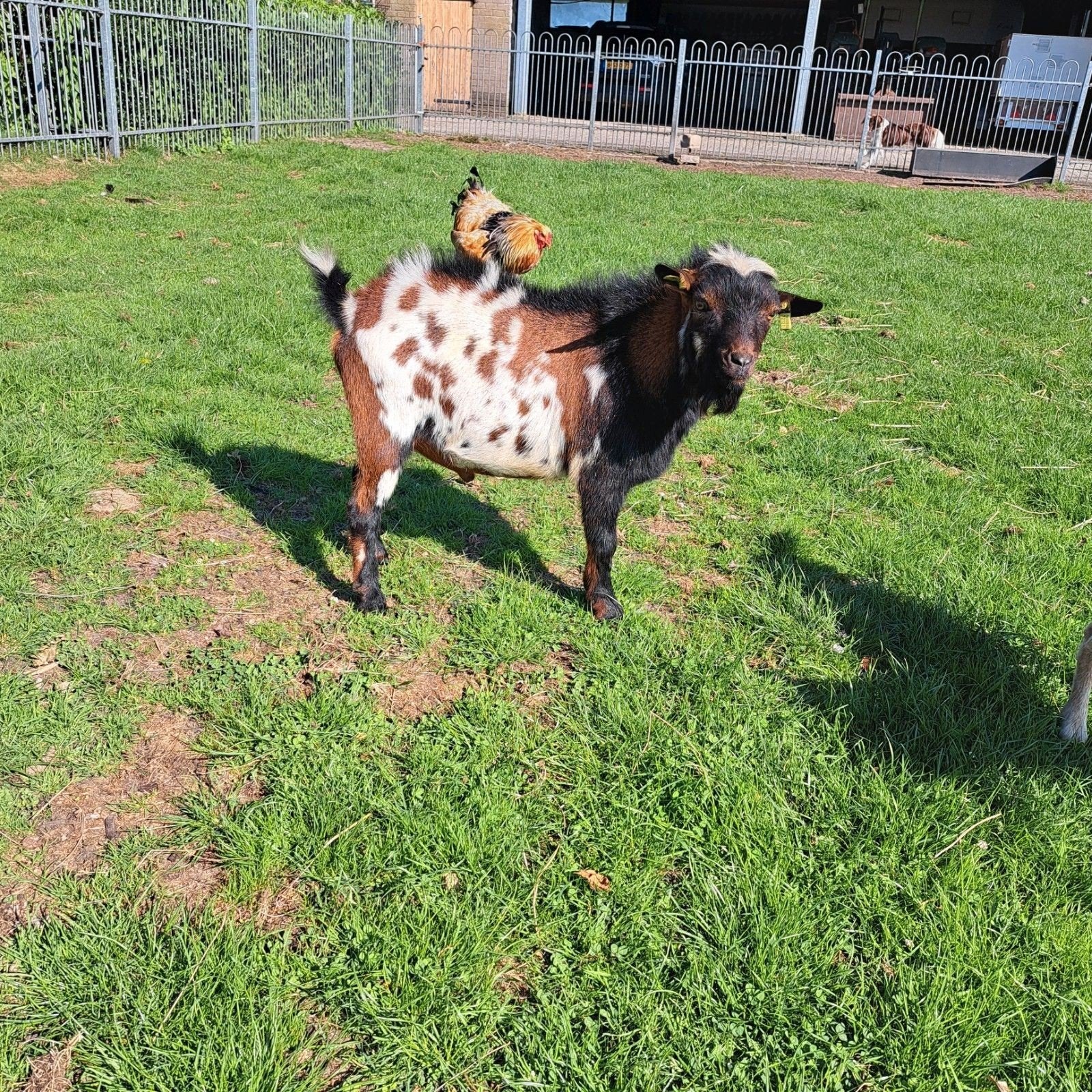 bonte dwergbok 3kleur te huur, Dieren en Toebehoren, Schapen, Geiten en Varkens, Mannelijk, Geit