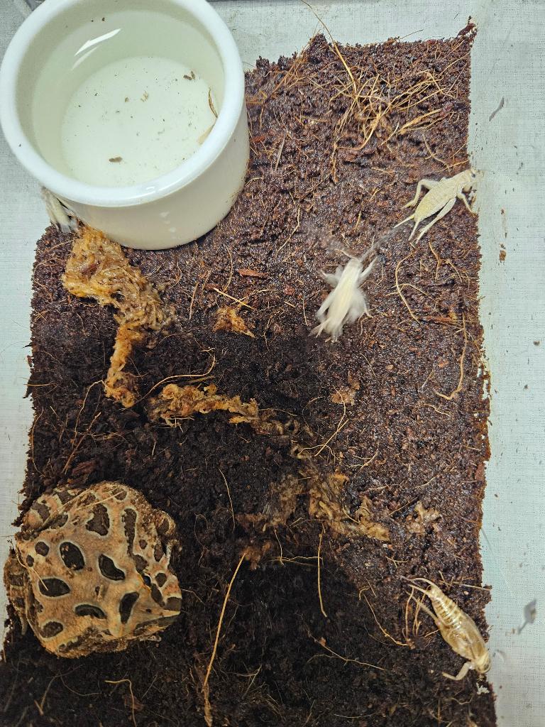 C.Cranwelli Hoornkikker Frog - unknown for sale from TerShop