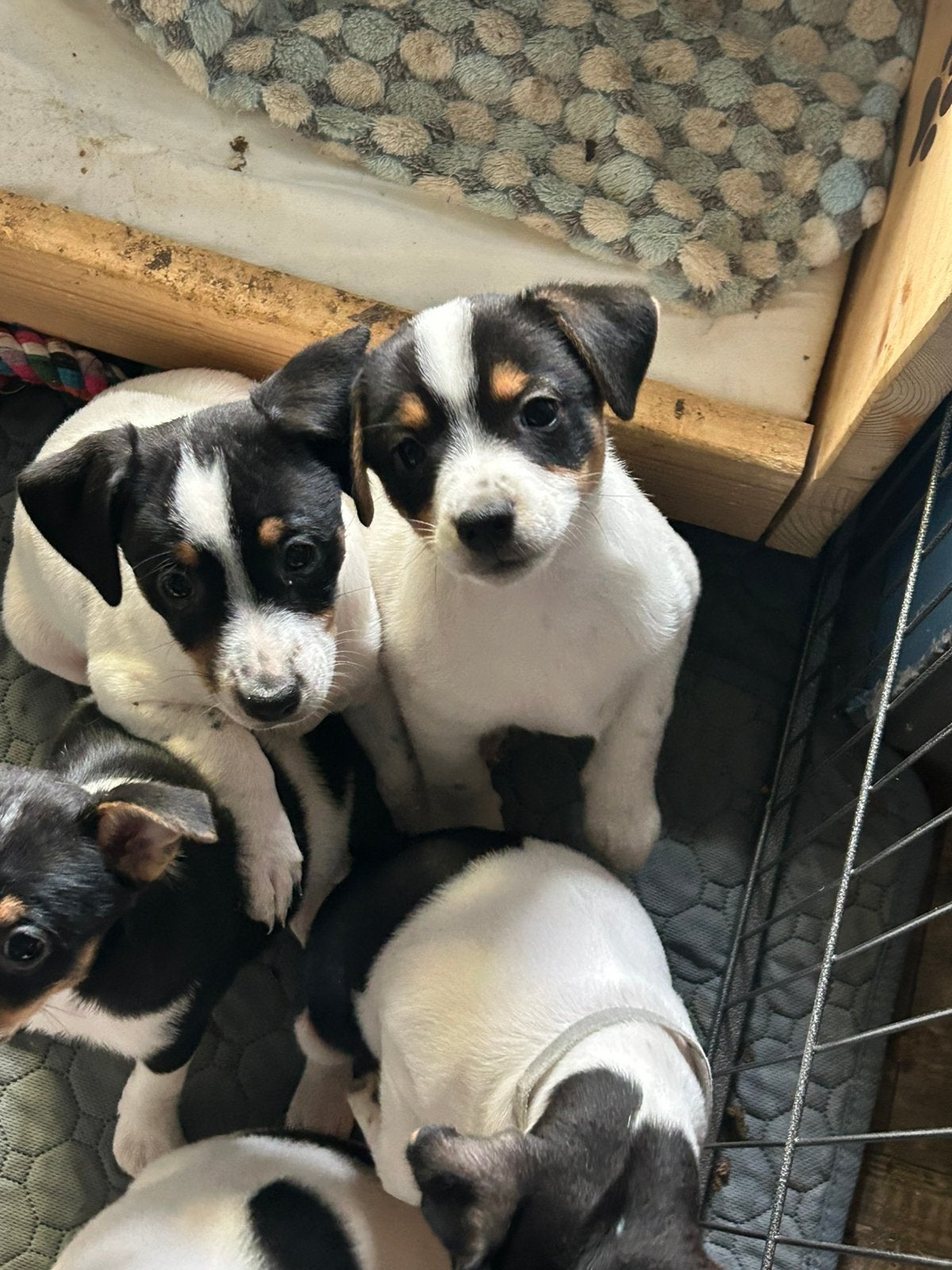 Boerenfox pup, Dieren en Toebehoren, Honden | Jack Russells en Terriërs, Jack Russell Terriër, Reu, 8 tot 15 weken, Parvo