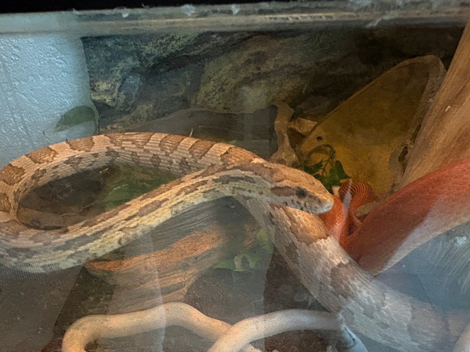 Koppel rattenslangen Rat Snake photo 3