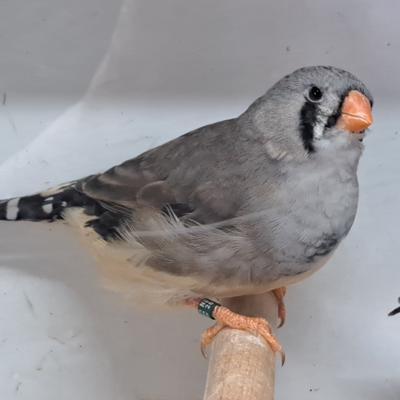 TE KOOP MEERDERE ZEBRAVINKEN GOED FORMAAT, Dieren en Toebehoren, Vogels | Overige Vogels, Meerdere dieren