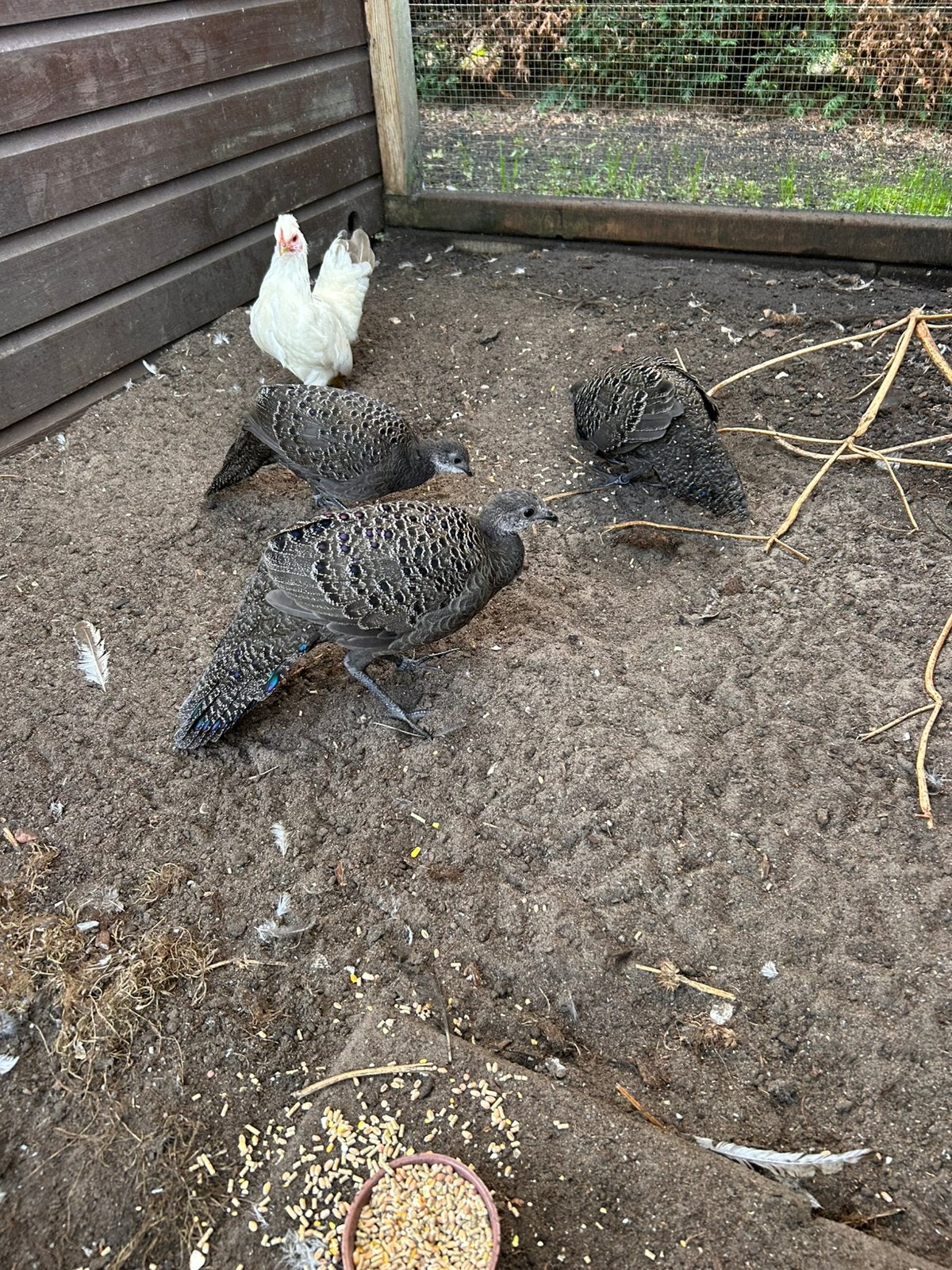 Grijze pauwfazanten te koop, Dieren en Toebehoren, Geslacht onbekend, Eend