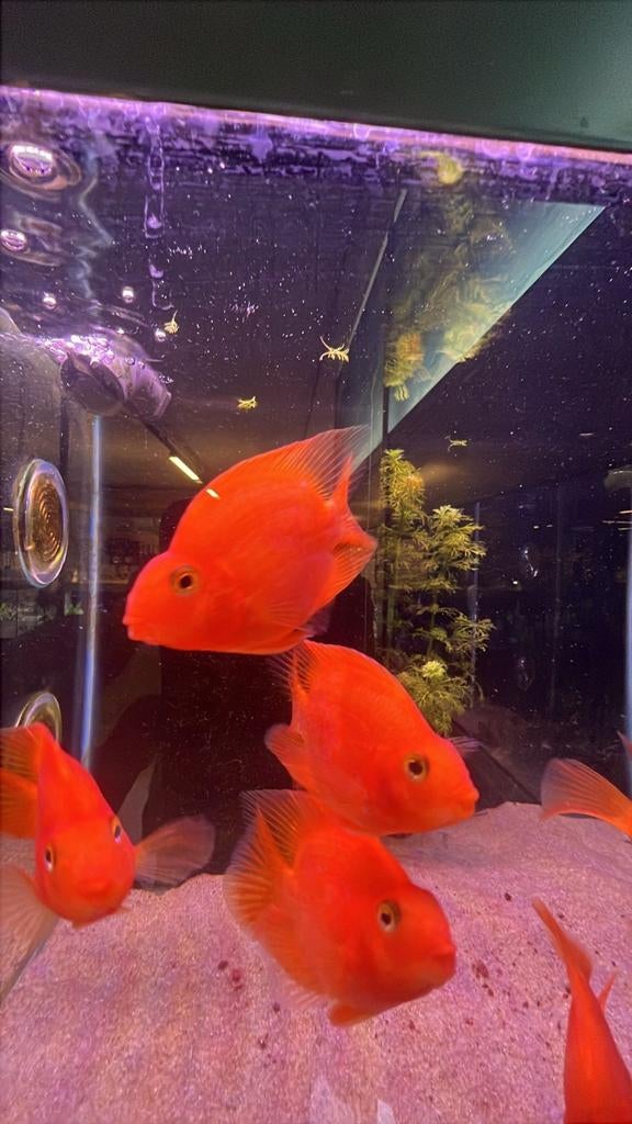 Verschillende papegaai cichlides, Vis, Zoetwatervis, Schoolvis