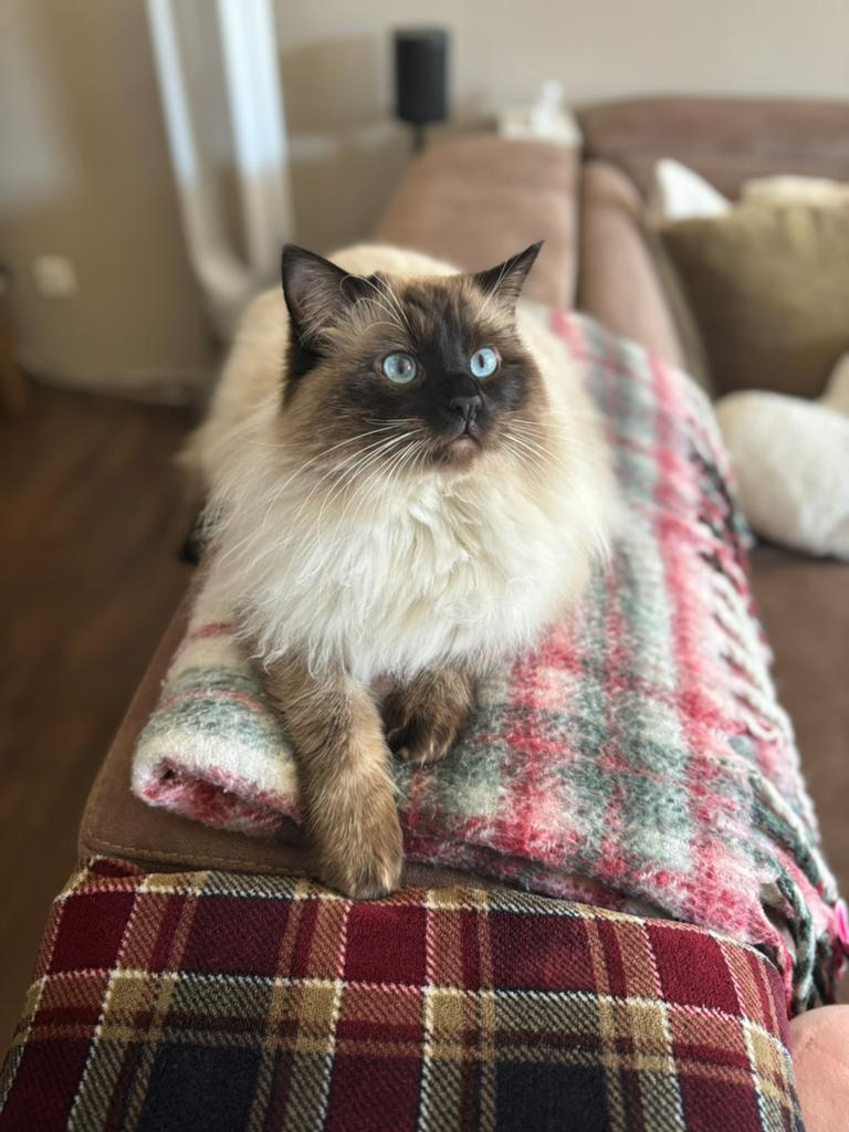 Prachtige Ragdoll kater ter dekking aangeboden, 0 tot 2 jaar