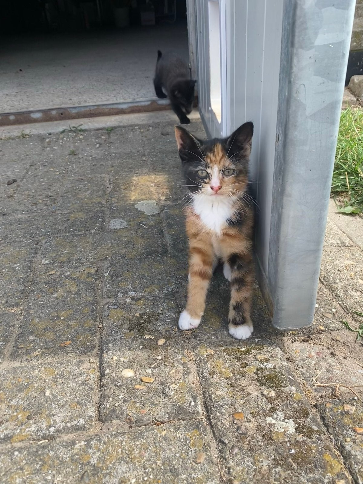 Kittens, Meerdere dieren