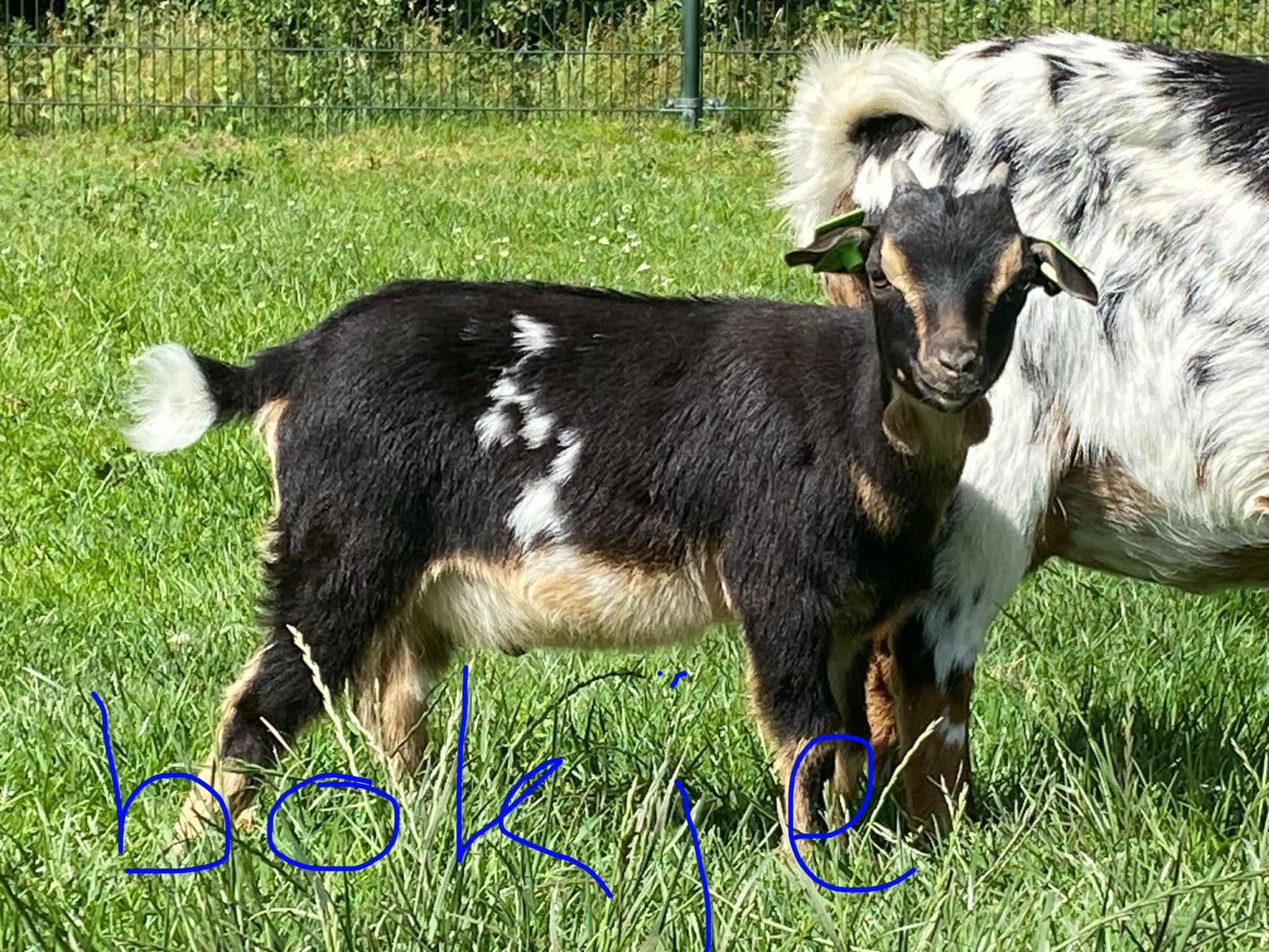 Dwergbok, Mannelijk, Geit, 0 tot 2 jaar