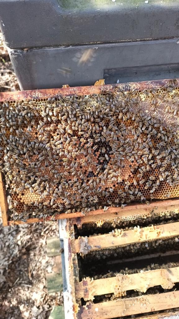 Bijen, buckfast bijen  dadant us zonder kast, Dieren en Toebehoren, Insecten en Spinnen, Bijen