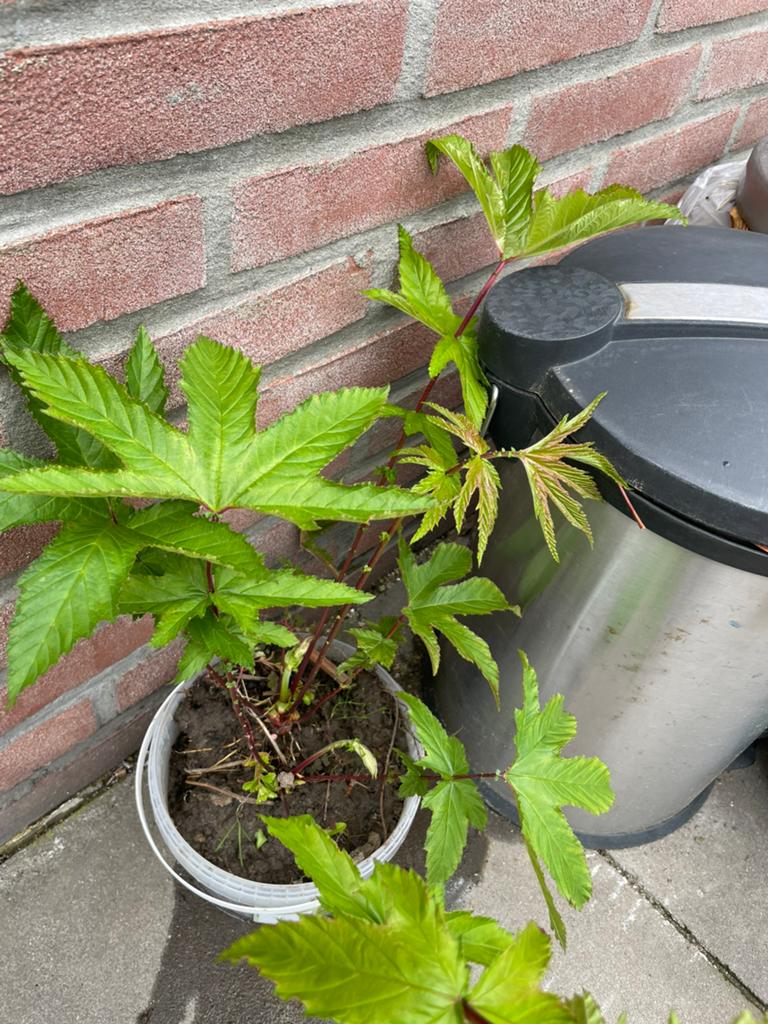 Filipendula Rubra- Jonge Plant, Tuin en Terras, Planten | Tuinplanten, Volle zon, Eenjarig, Zomer, Ophalen