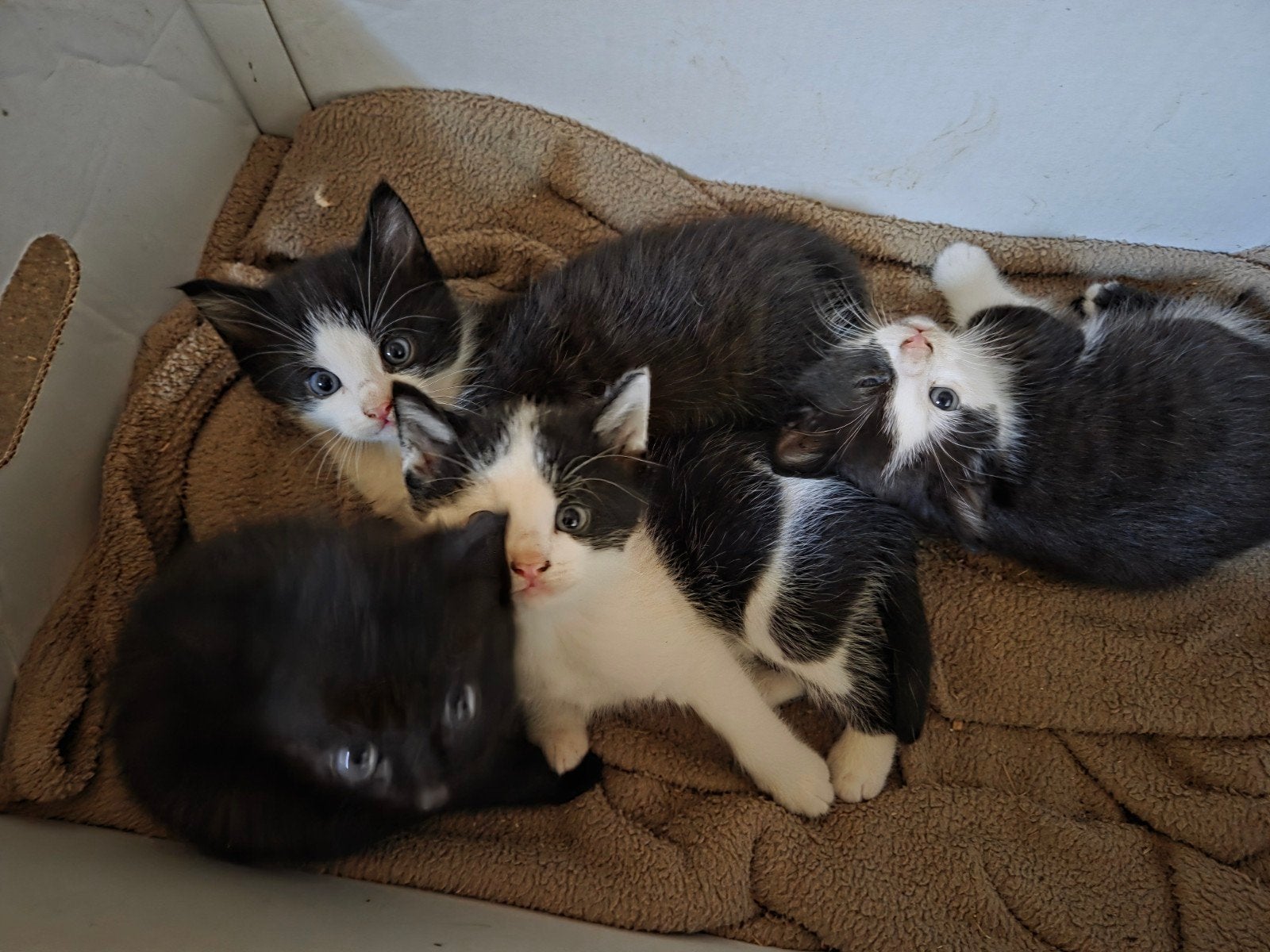Lieve, speelse, aanhankelijke boerderij kittens!, Meerdere dieren, Kortharig, 0 tot 2 jaar