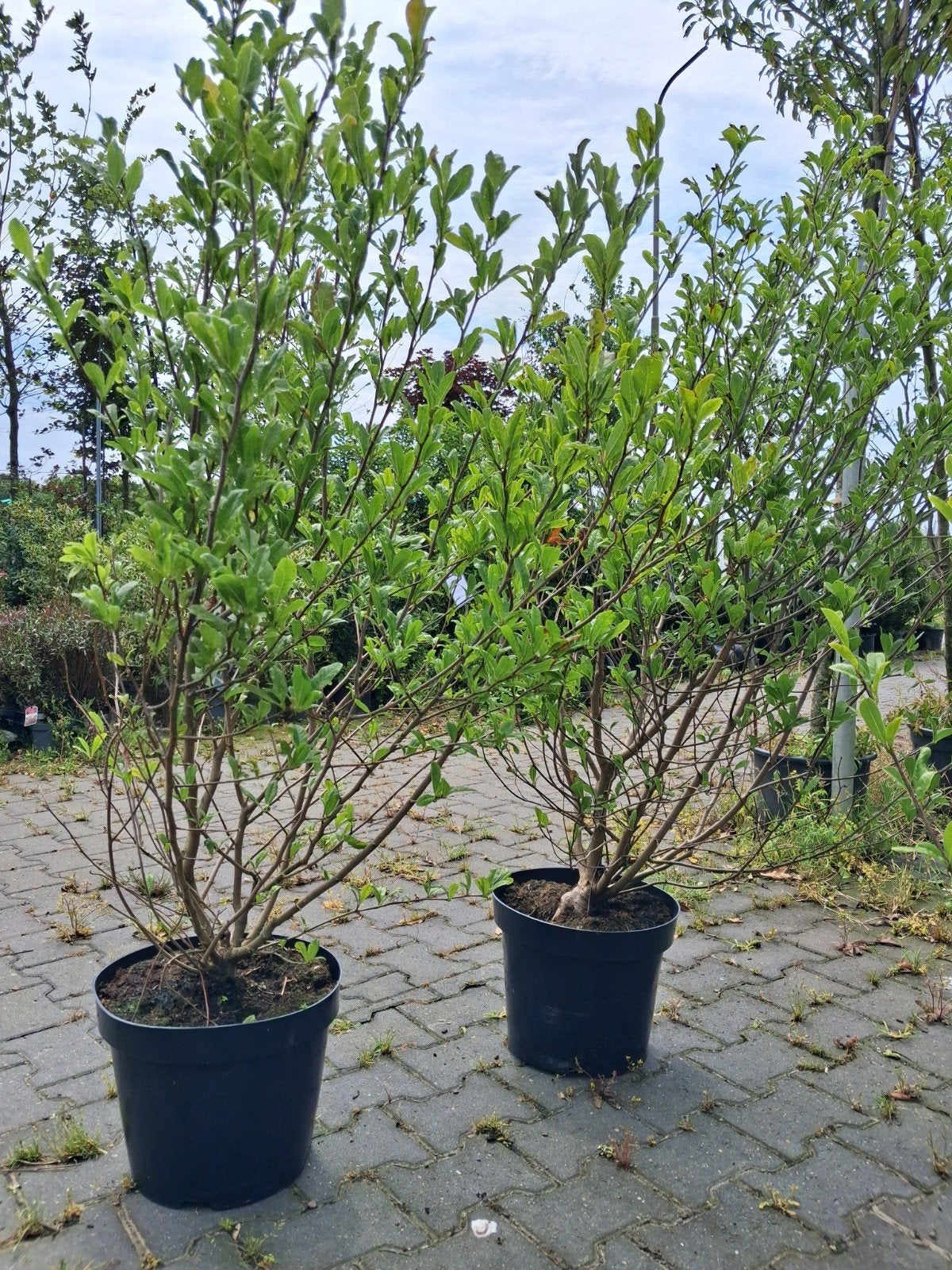 Witte ster magnolia struik - Magnolia stellata 130cm hoog, Ophalen of Verzenden, Overige soorten, Struik, 100 tot 250 cm