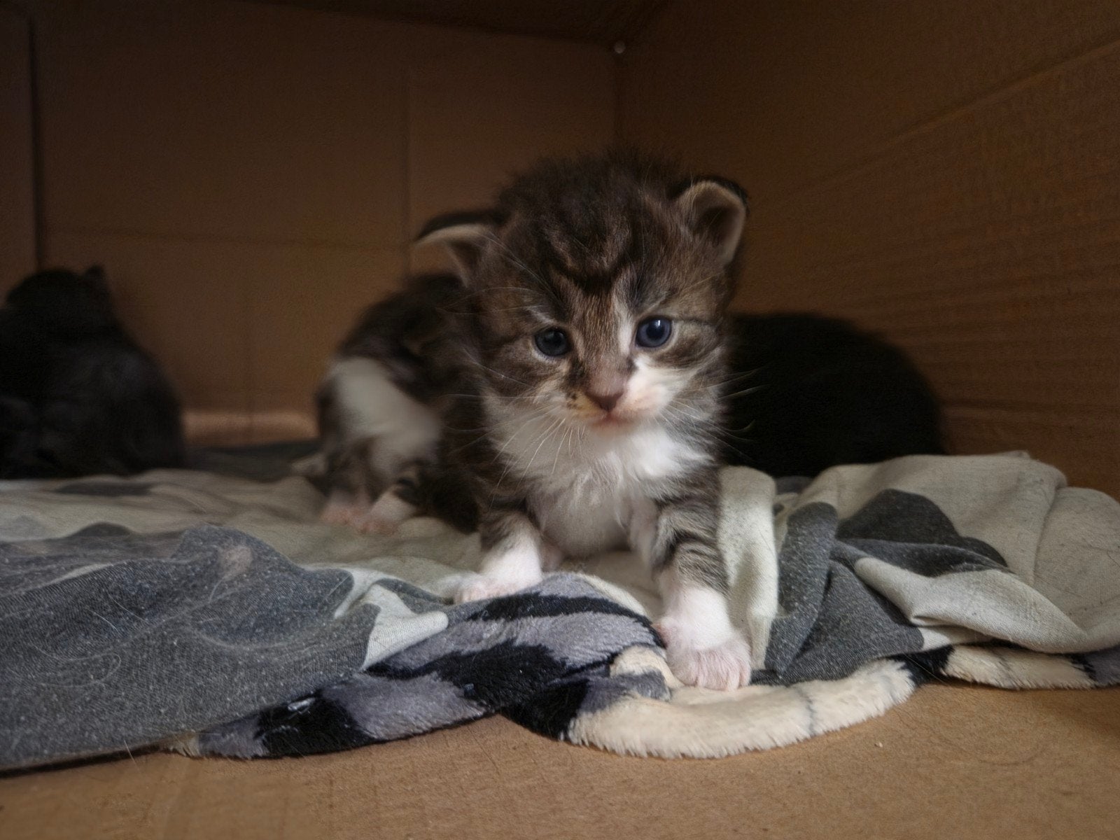 75% Maine coon kittens, Maine coon x Ragdoll geboren 24-09, Meerdere dieren, Gechipt