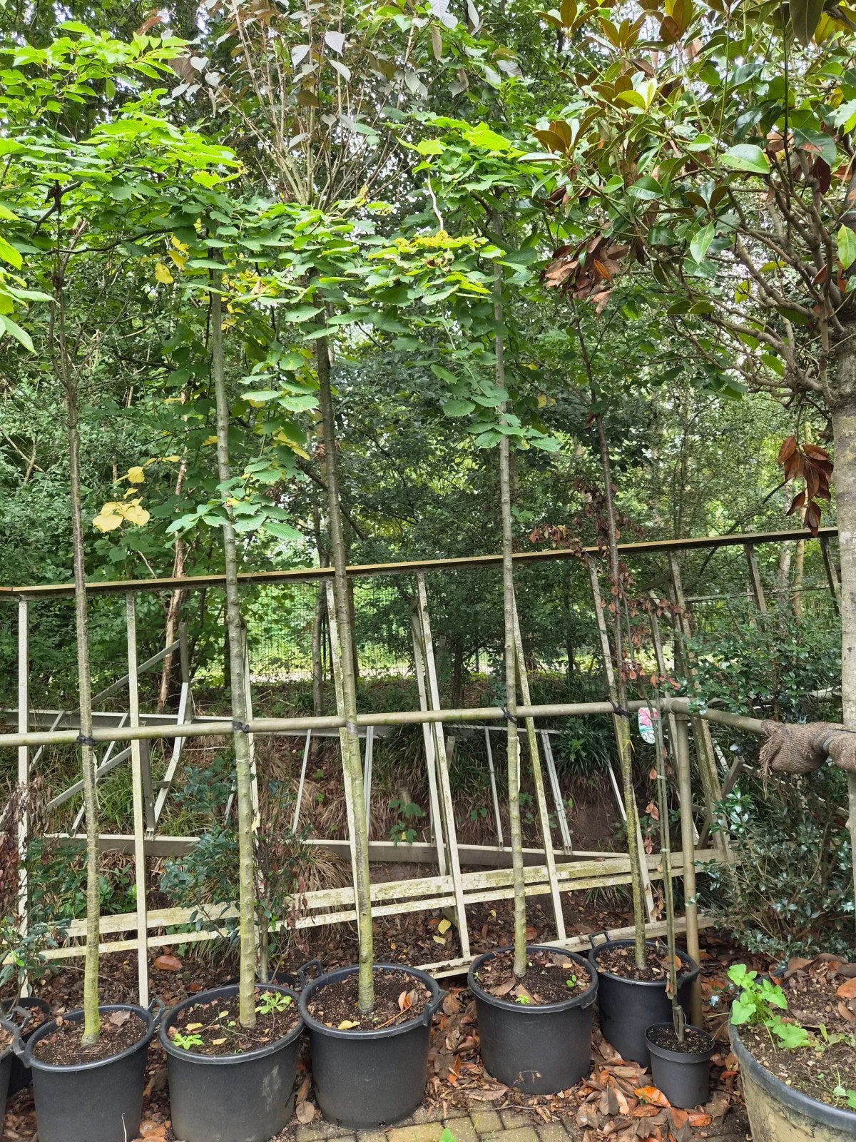 Treur Ulmus - Sierlijke Treurboom voor uw Tuin, Tuin en Terras, Treurboom, Ophalen of Verzenden, Lente, 250 tot 400 cm
