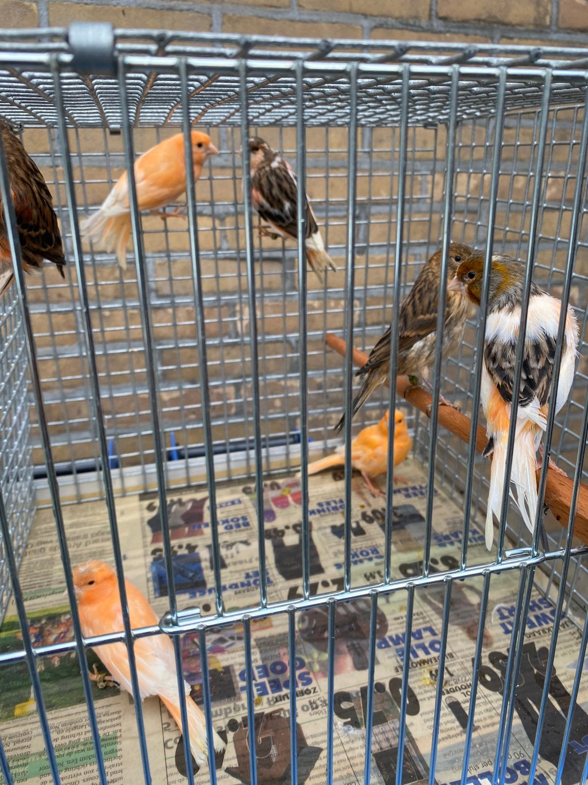 Harlekijk kanaries, Meerdere dieren, Kleurkanarie