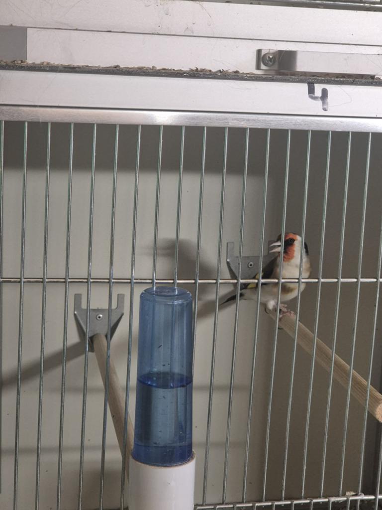 Majoor putters, Dieren en Toebehoren, Vogels | Overige Vogels, Wildzangvogel, Mannelijk