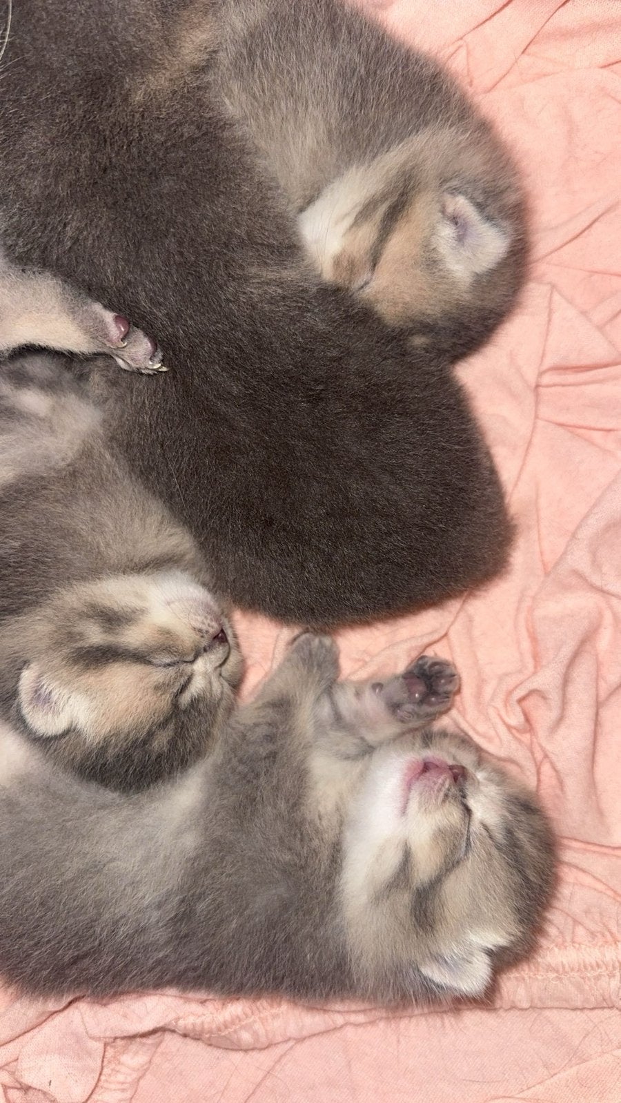 Britse Korthaar Blue Golden Shaded kittens, Kater, Ontwormd