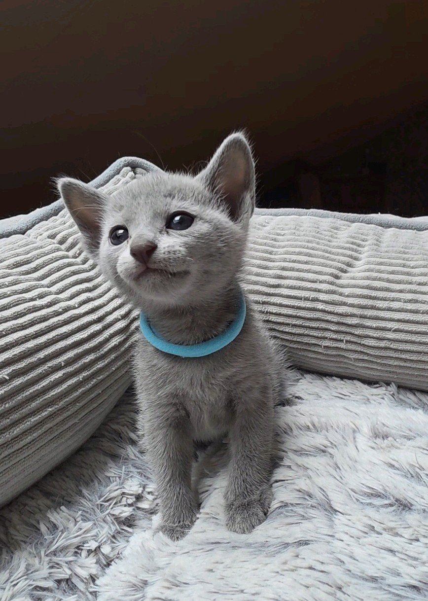 Blauwe Rus Kittens met Stammbom, Meerdere dieren, Met stamboom