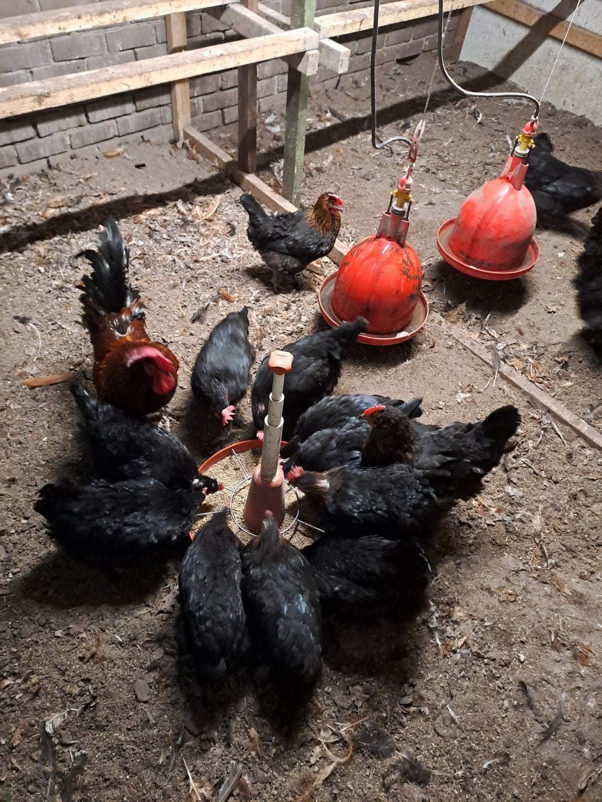 marans foktoom te koop, Dieren en Toebehoren, Meerdere dieren, Kip