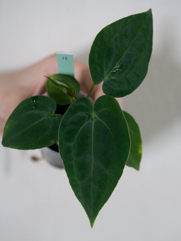 Anthurium Michelle x Papillilaminum zaailing #11, Overige soorten, Minder dan 100 cm, Groene kamerplant, Halfschaduw