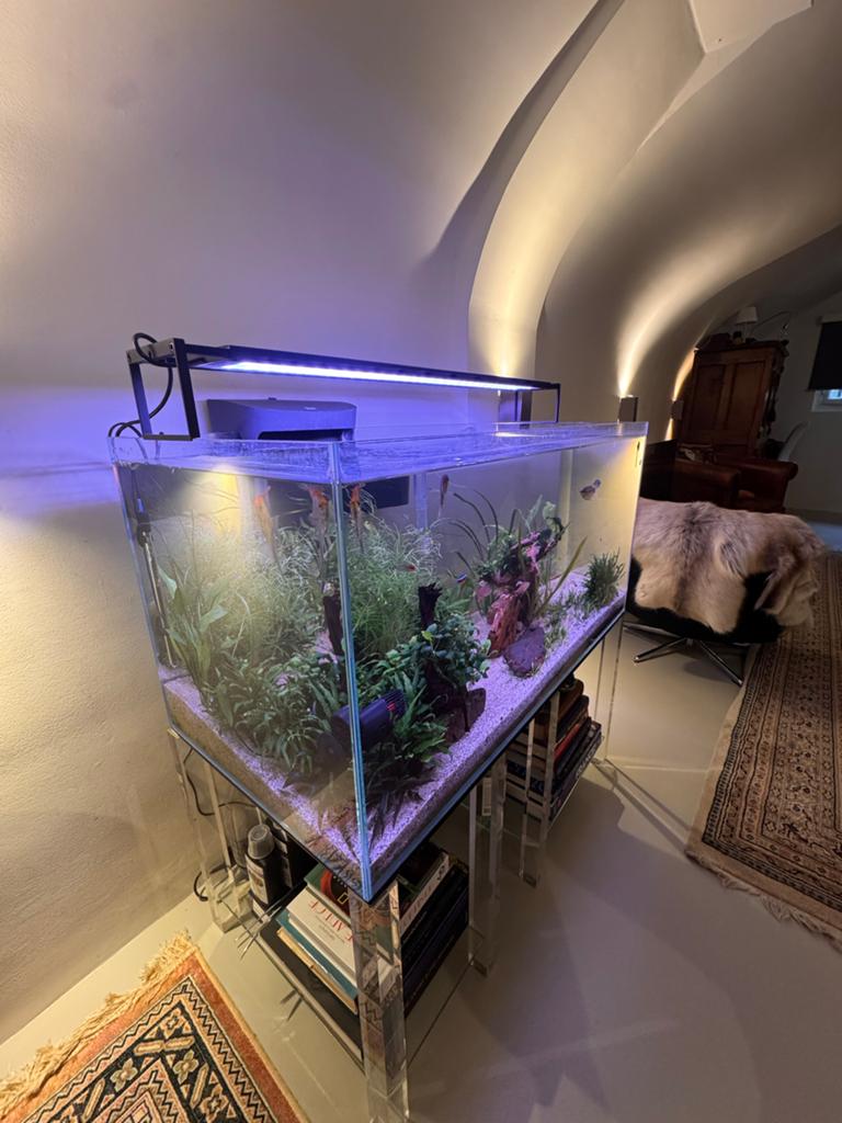 Schitterend Compleet Zoetwater Aquarium (100x50x50cm), Dieren en Toebehoren, Ophalen, Gevuld zoetwateraquarium