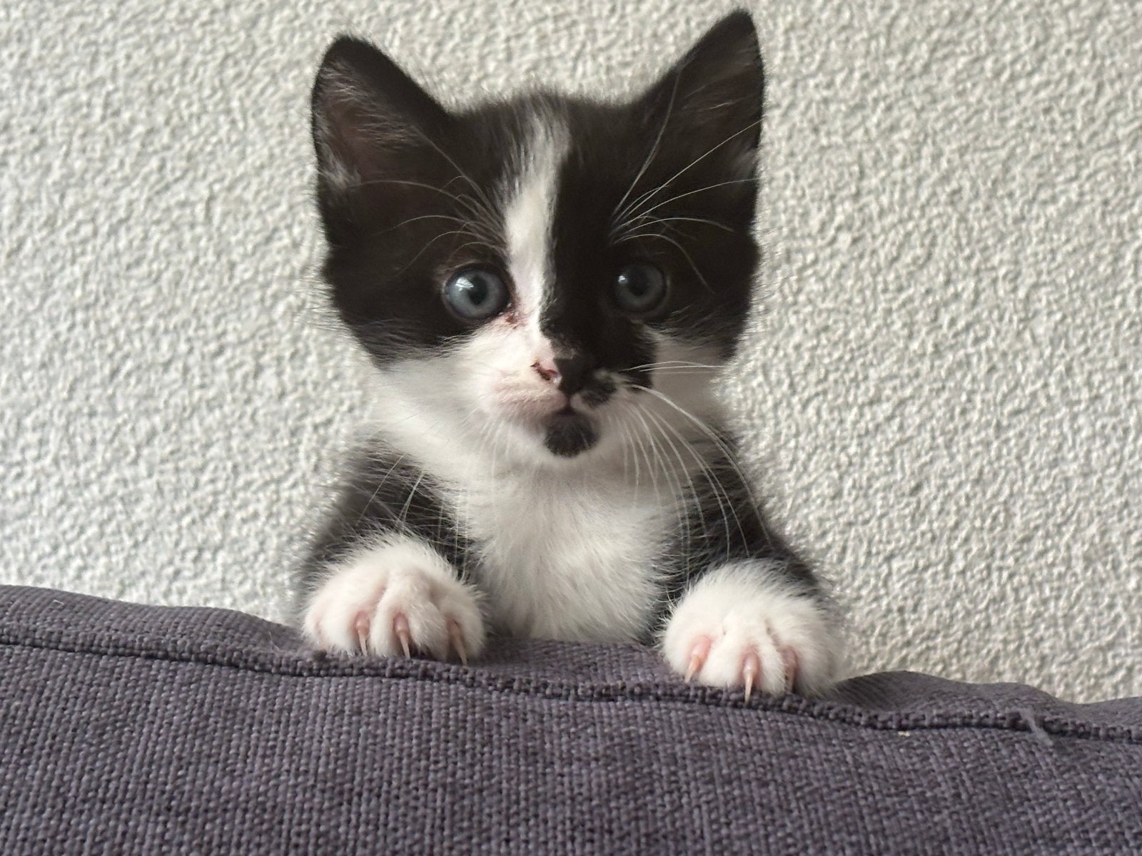 Kruising ragdoll kitten, Dieren en Toebehoren, Poes, 0 tot 2 jaar