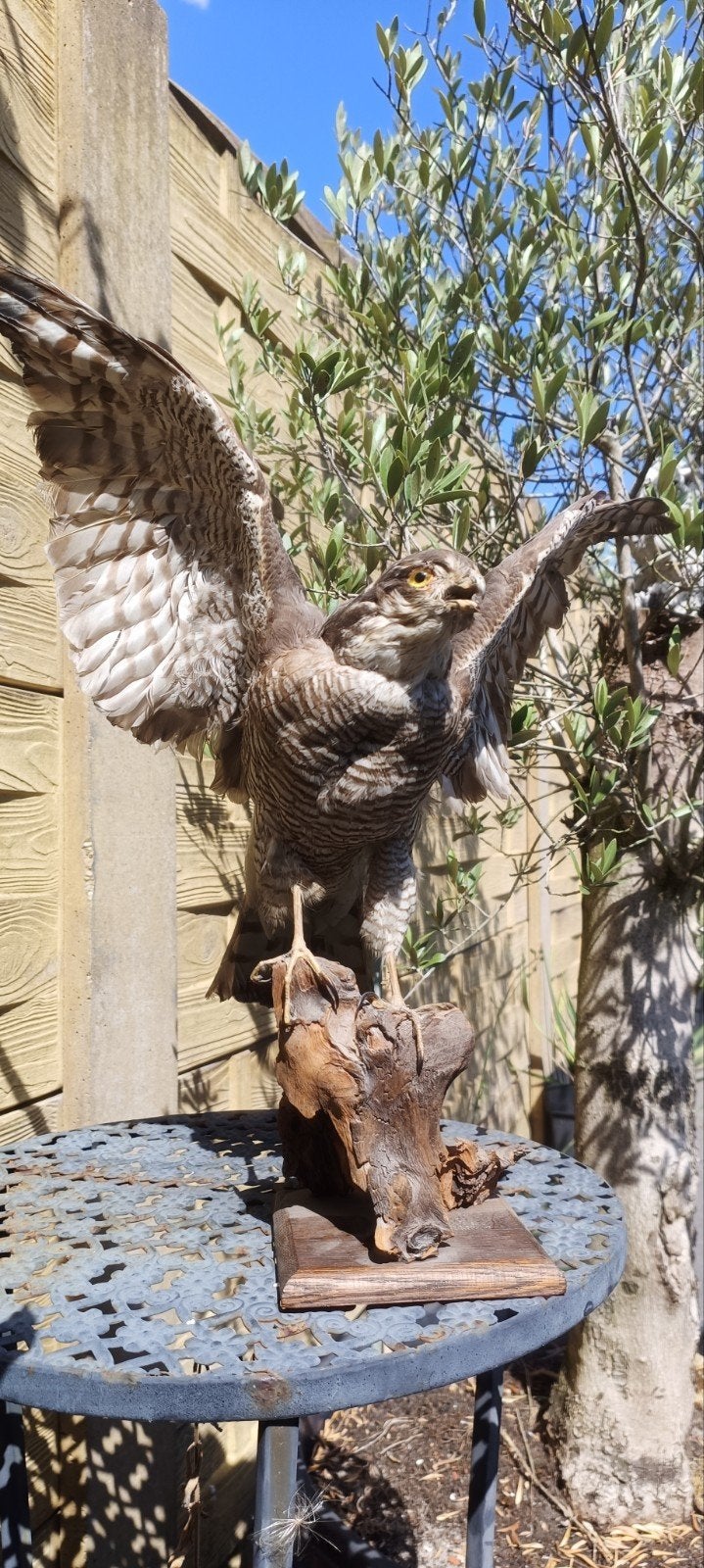 Prachtige opgezette Sperwer - Roofvogel Taxidermie, Ophalen of Verzenden, Gebruikt, Vogel, Opgezet dier