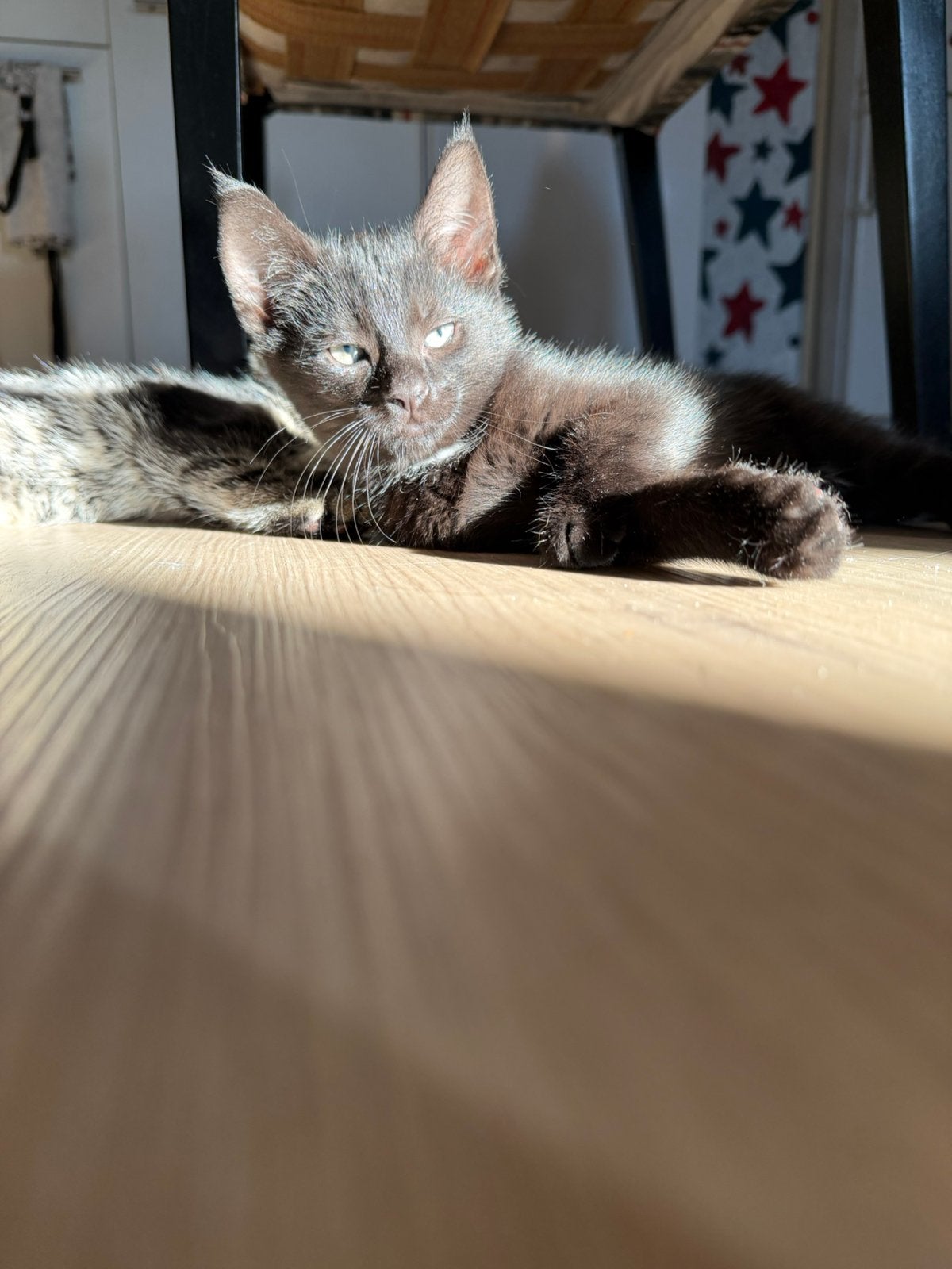Schattige kittens, Dieren en Toebehoren, Katten en Kittens | Raskatten | Korthaar, Poes, 0 tot 2 jaar