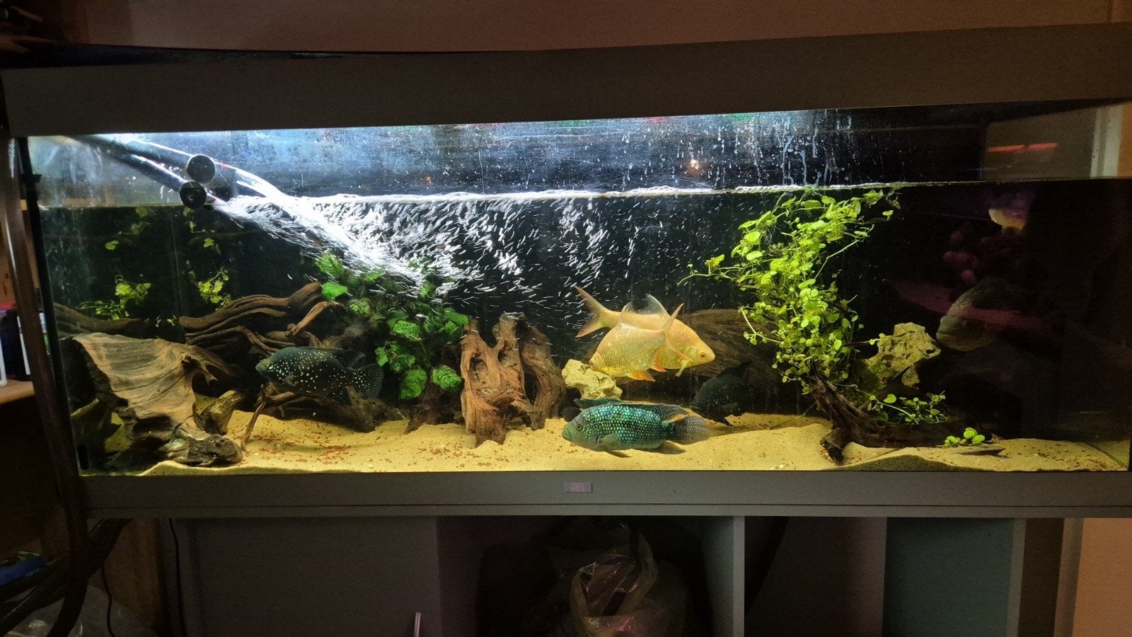 vissen te koop, Vis, Zoetwatervis