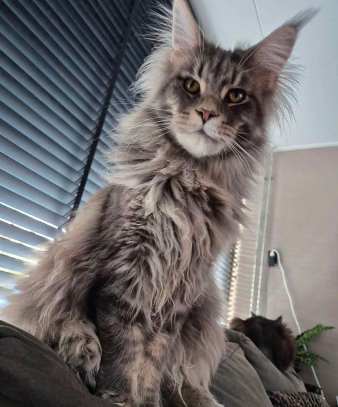 maine coon