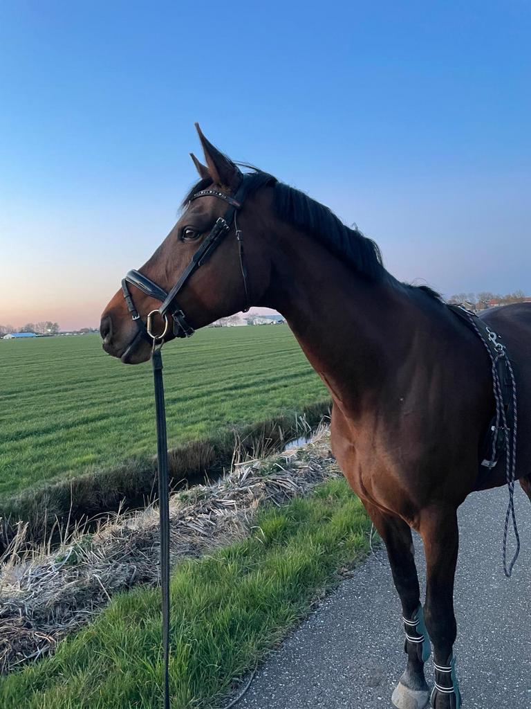 KWPN-merrie, Dieren en Toebehoren, Paarden, Merrie, Met stamboom, Dressuurpaard, 7 tot 10 jaar