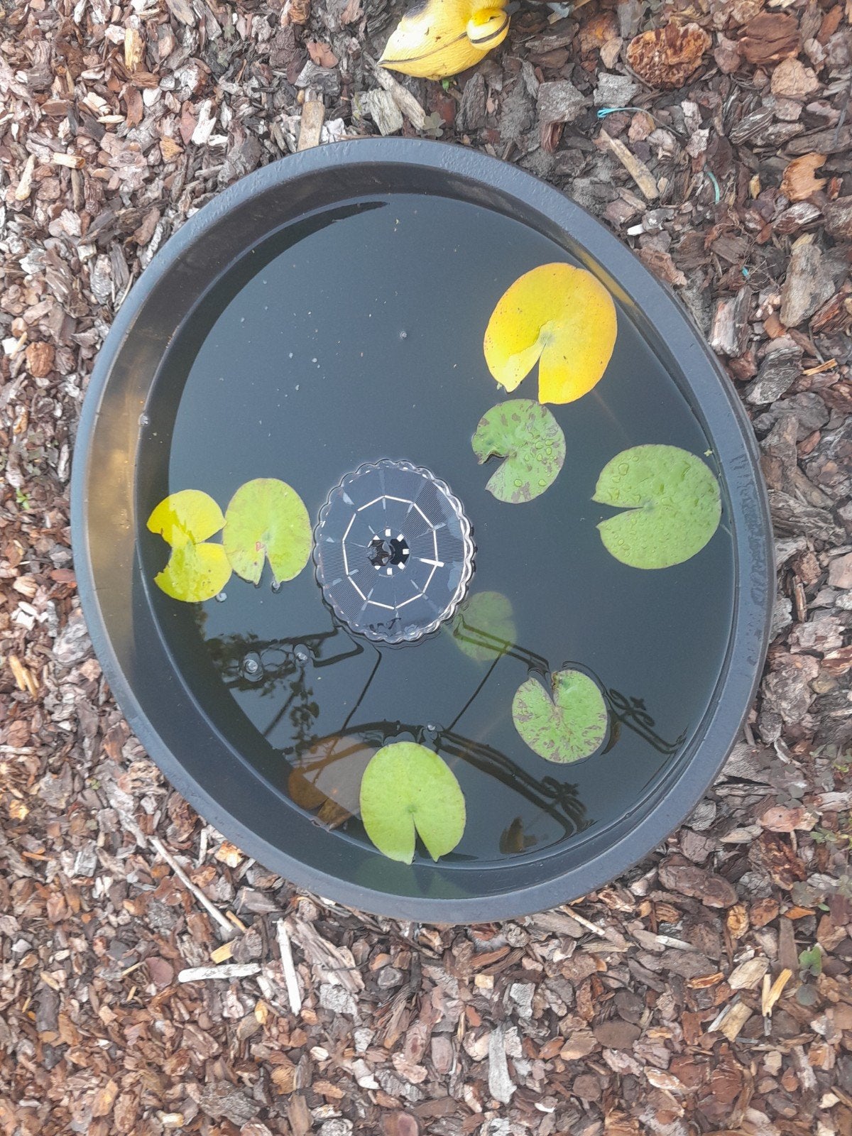 Waterbak met lelie en solar fonteintje, Ophalen, Vijverpomp