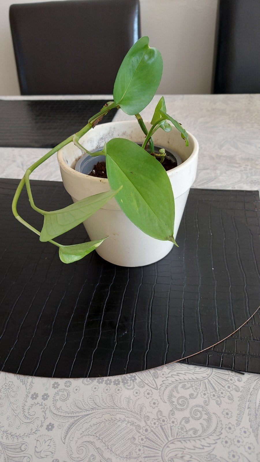 Epipremnum Photos (Hangplant), Ophalen, Halfschaduw, Minder dan 100 cm