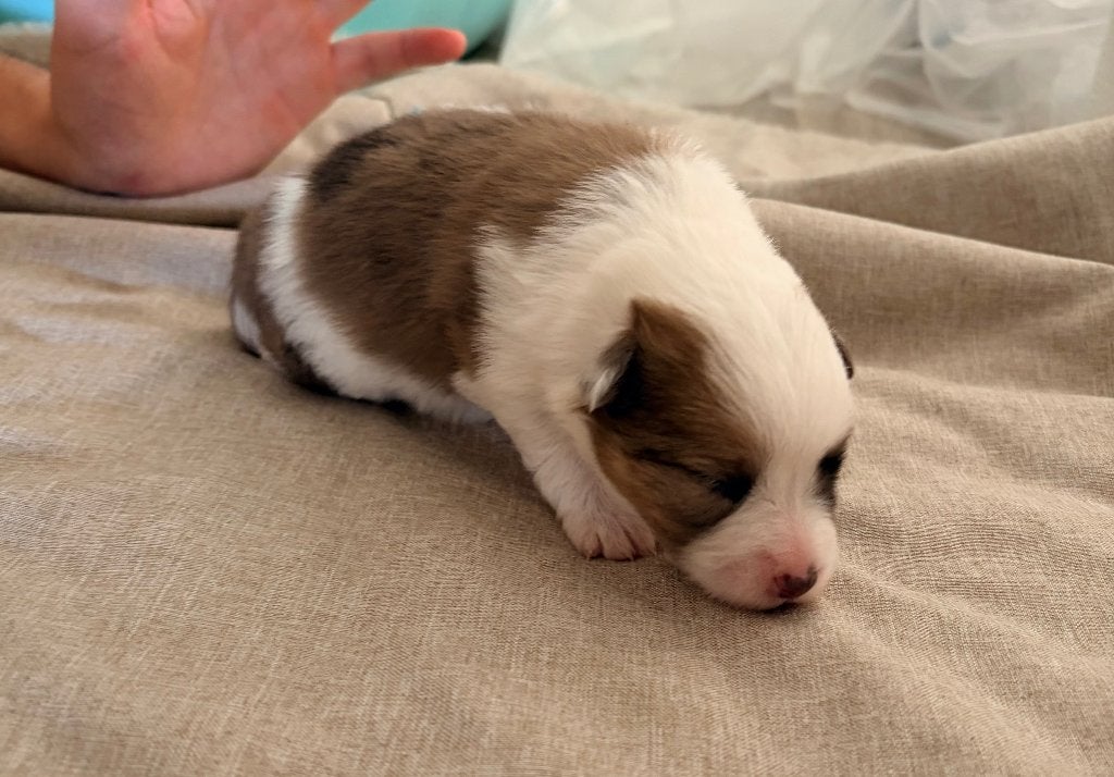 Eerste familiale nestje Poshie pups (sheltie x pomeriaan), Parvo, België, Particulier, 8 tot 15 weken
