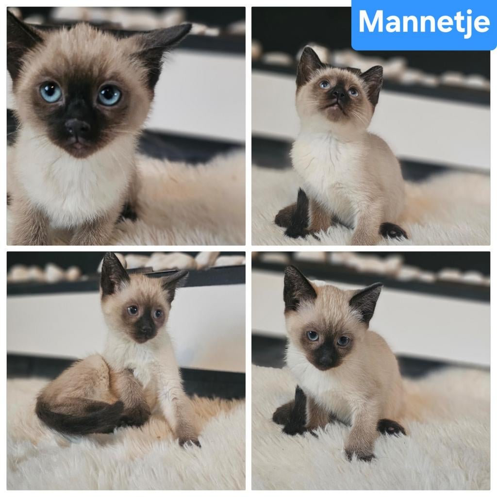 Siamese kittens 10 weken oud, Dieren en Toebehoren, Meerdere dieren