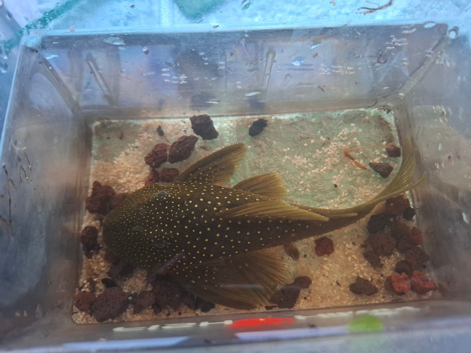 L200 Green phantom, Dieren en Toebehoren, Vis, Zoetwatervis