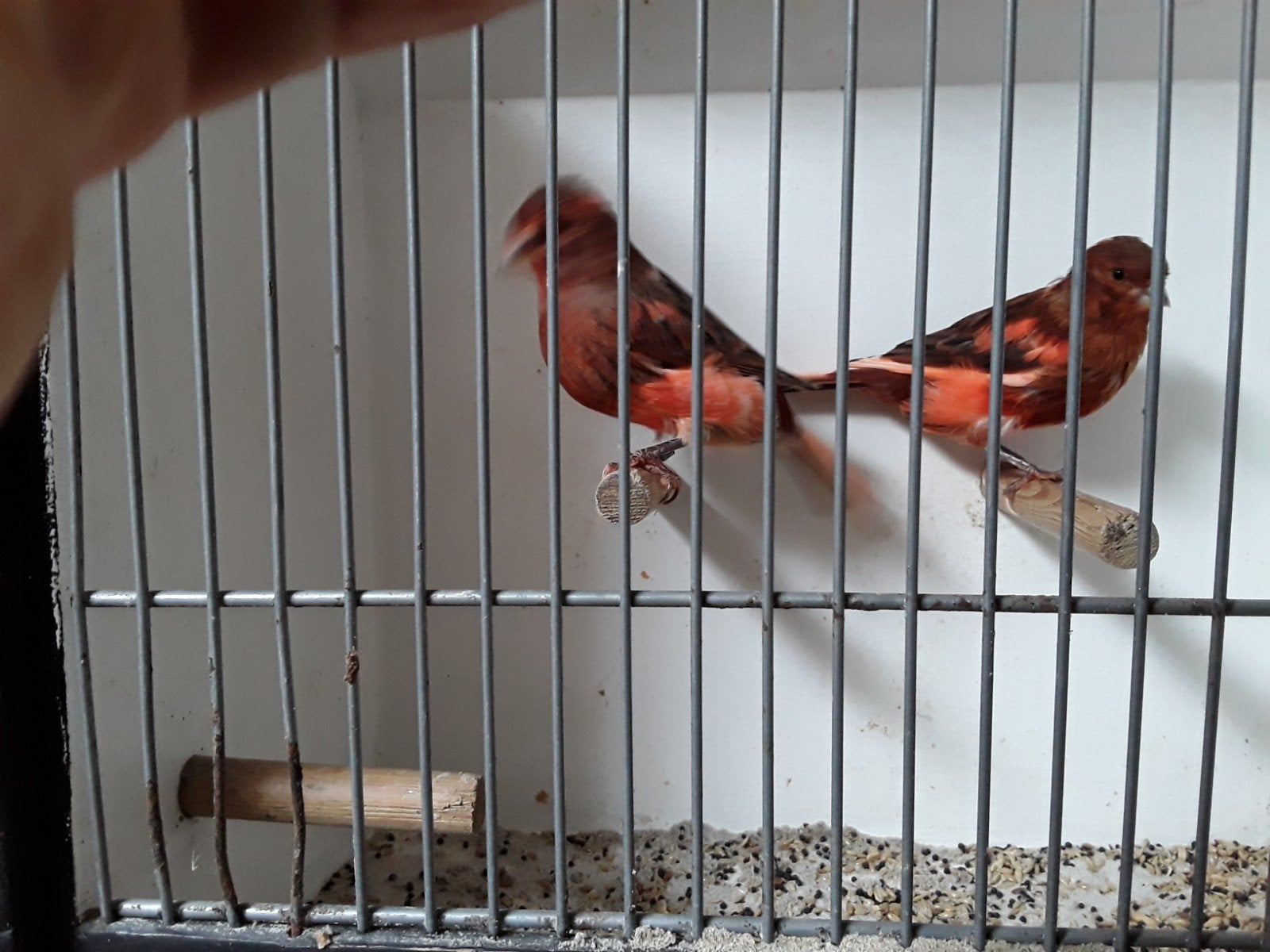 Bonte kanaries 4 stuks 70 euro, Dieren en Toebehoren, Meerdere dieren, Kleurkanarie