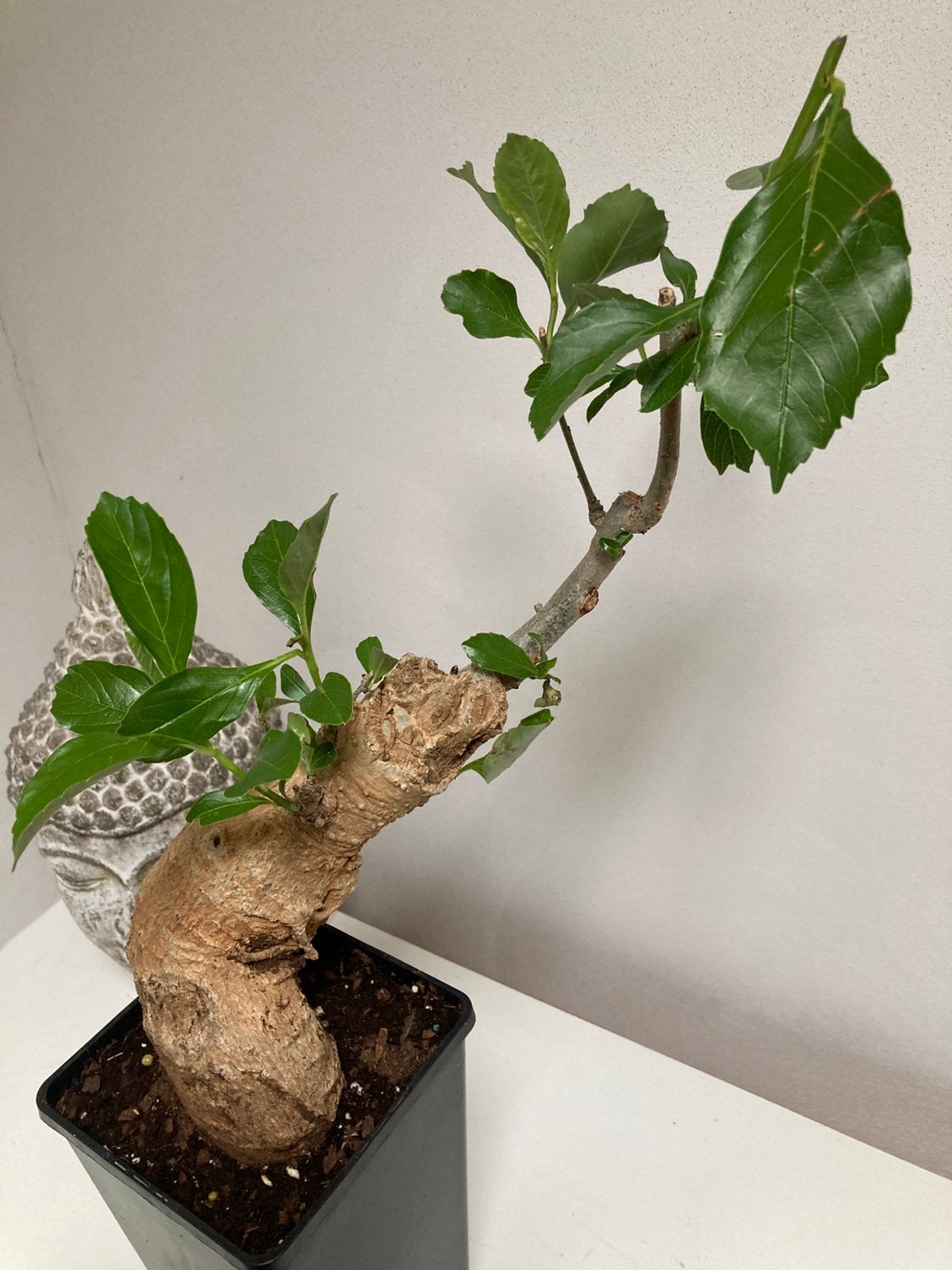 Baobab, Vetplant, Ophalen of Verzenden, Minder dan 100 cm, Volle zon