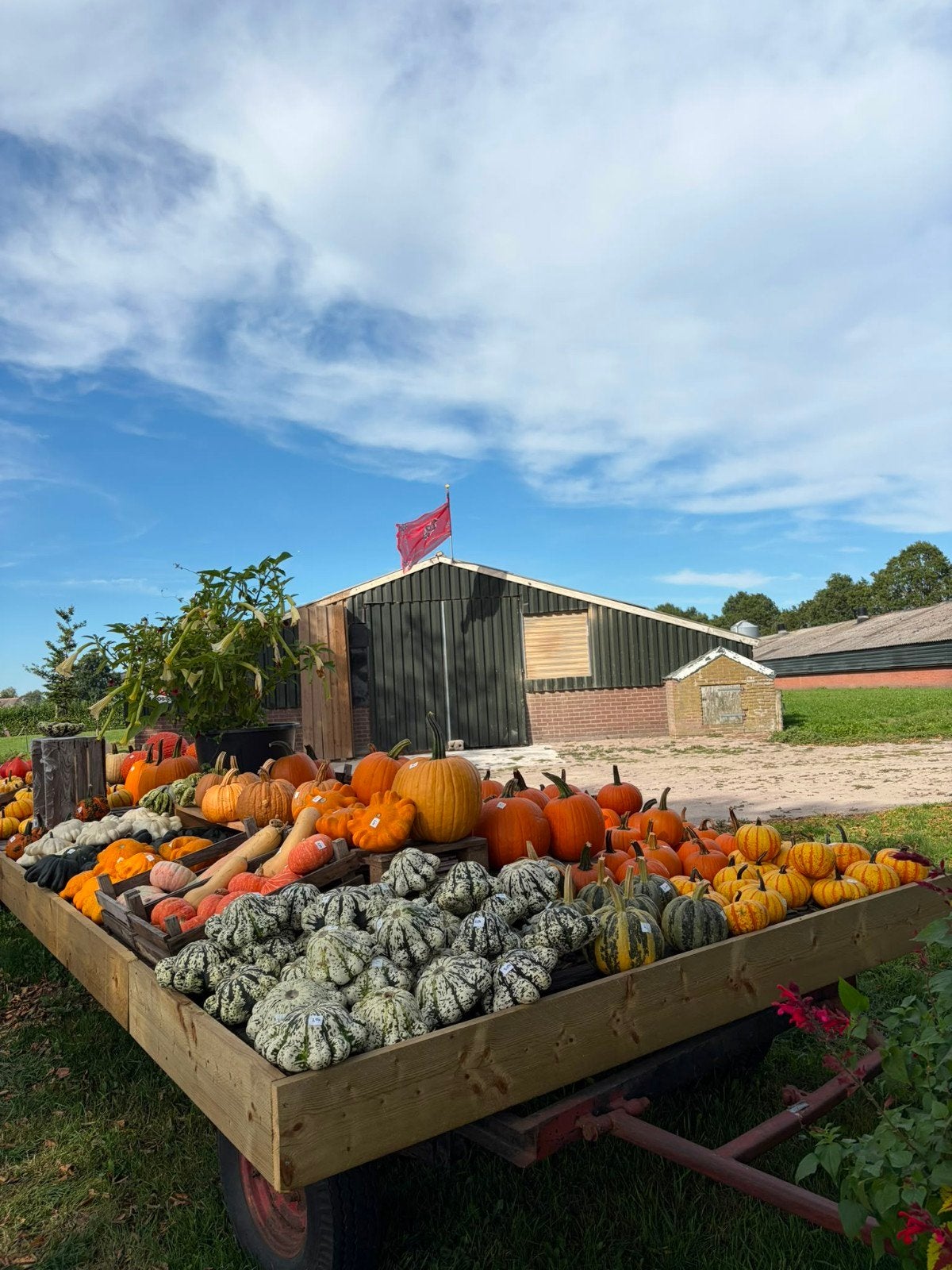 Foto 4 van Groot assortiment pompoenen en kalebassen

Wij verkopen weer