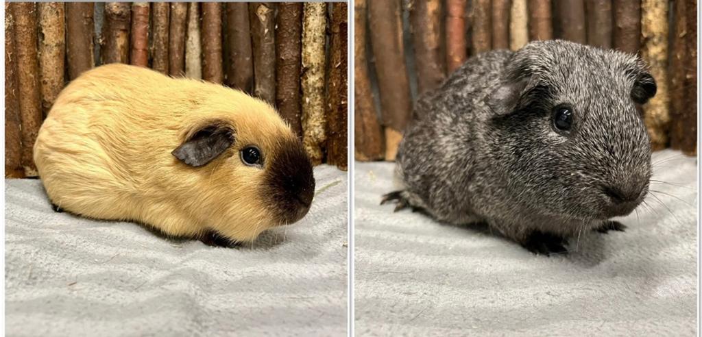 Leuke cavia zeugjes jong en oud !, Dieren en Toebehoren, Januari, Meerdere dieren, Cavia