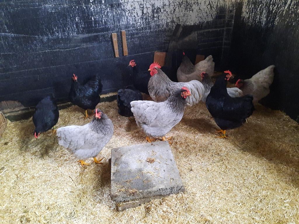 Broedeieren van zwarte en Blauwe Plymouth Rock krielen., Geslacht onbekend, Kip