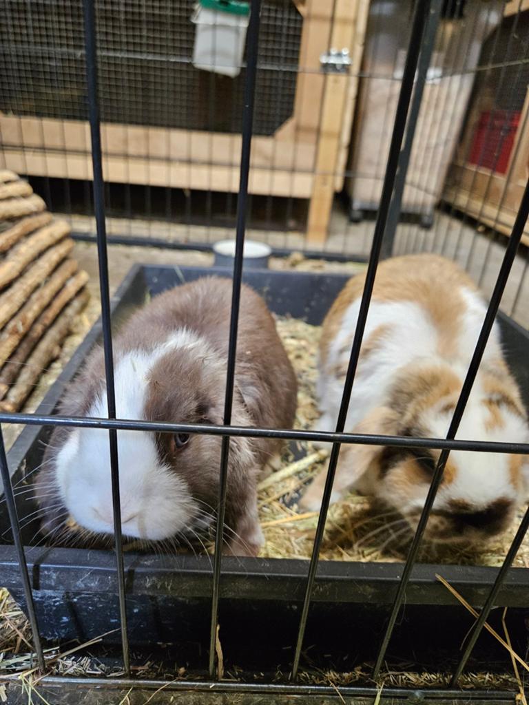 Super lieve mini hangoorkonijntjes, Meerdere dieren, Dwerg